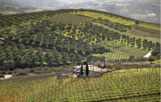 Greek vineyard