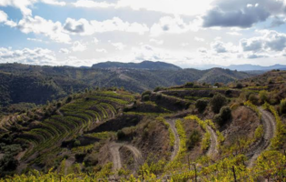 Spanish Wine Spanish Wine